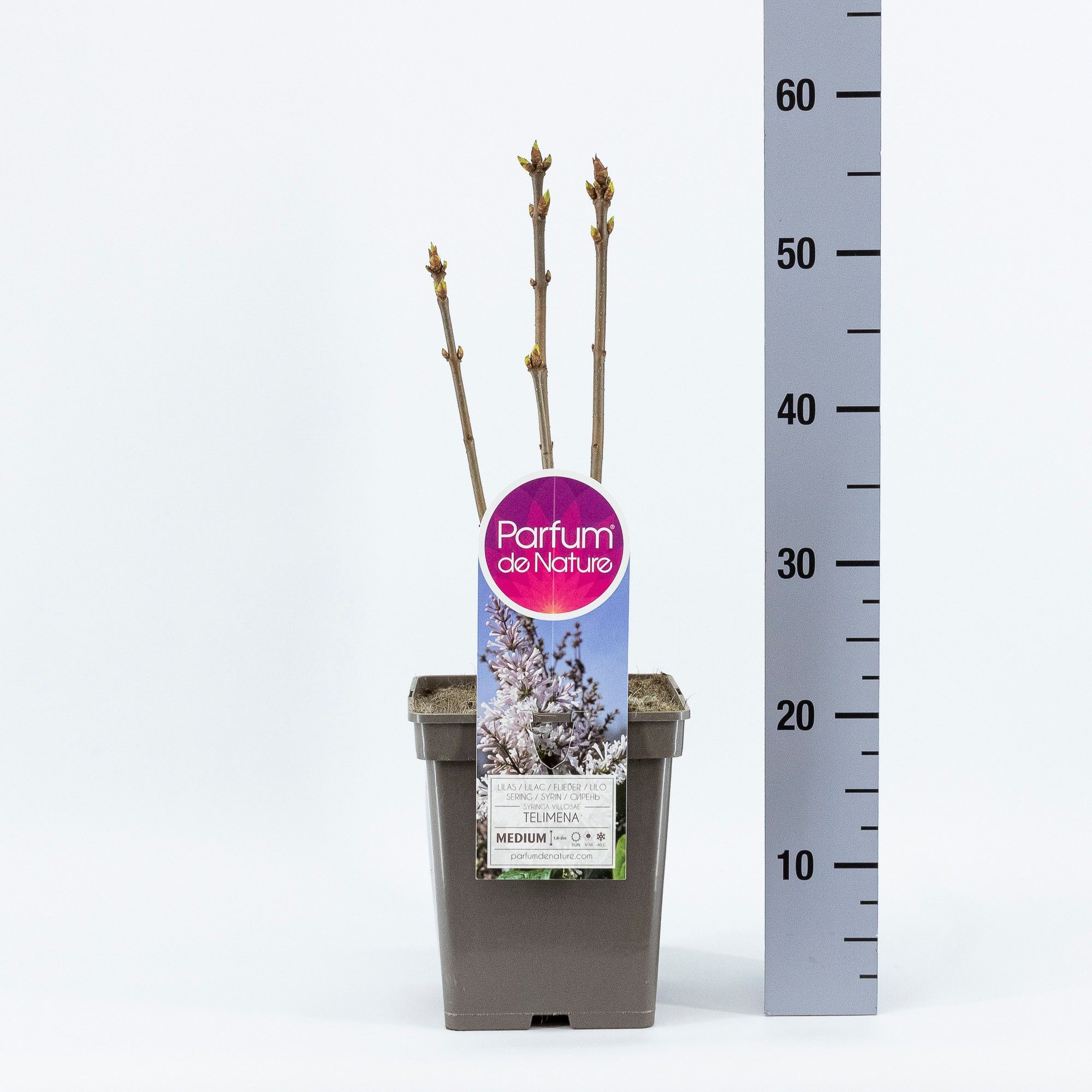 Syringa (V) 'Telimena'