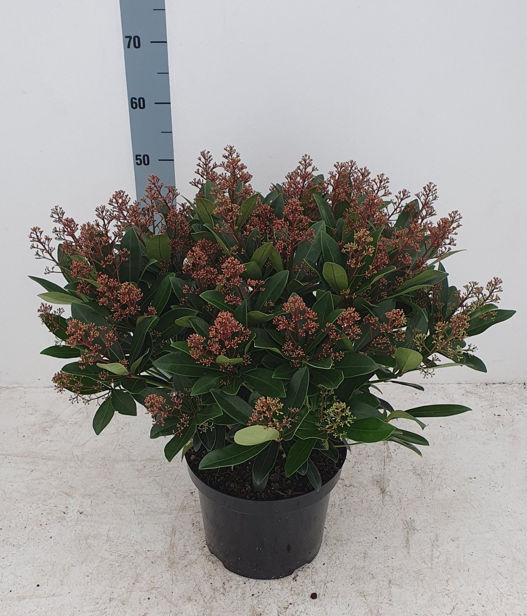 Skimmia jap. 'Rubella' 55+ Flower