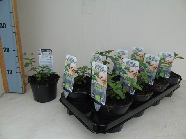 Lippia dulcis azteekszoetkruid bio