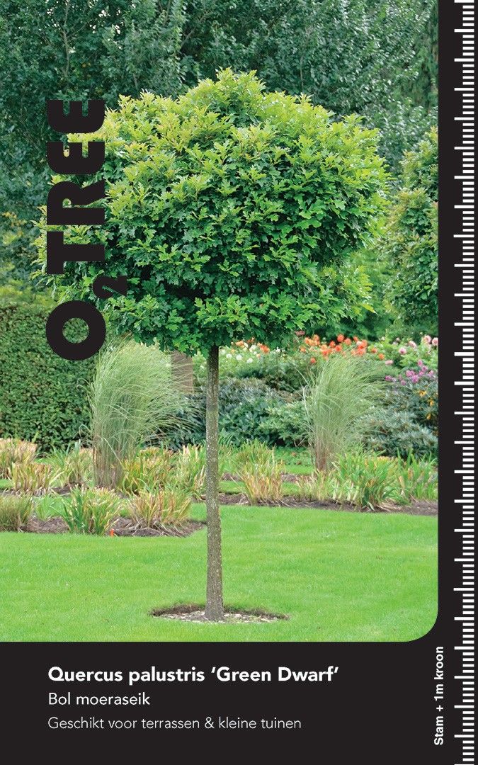 Quercus palustris 'Green Dwarf' hoogstam