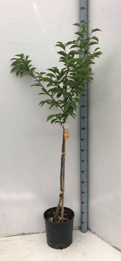 Diospyros kaki in 5 soorten