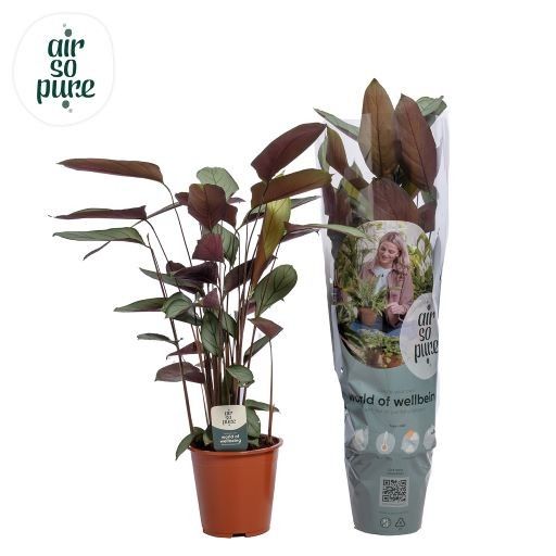 Ctenanthe oppenheimiana