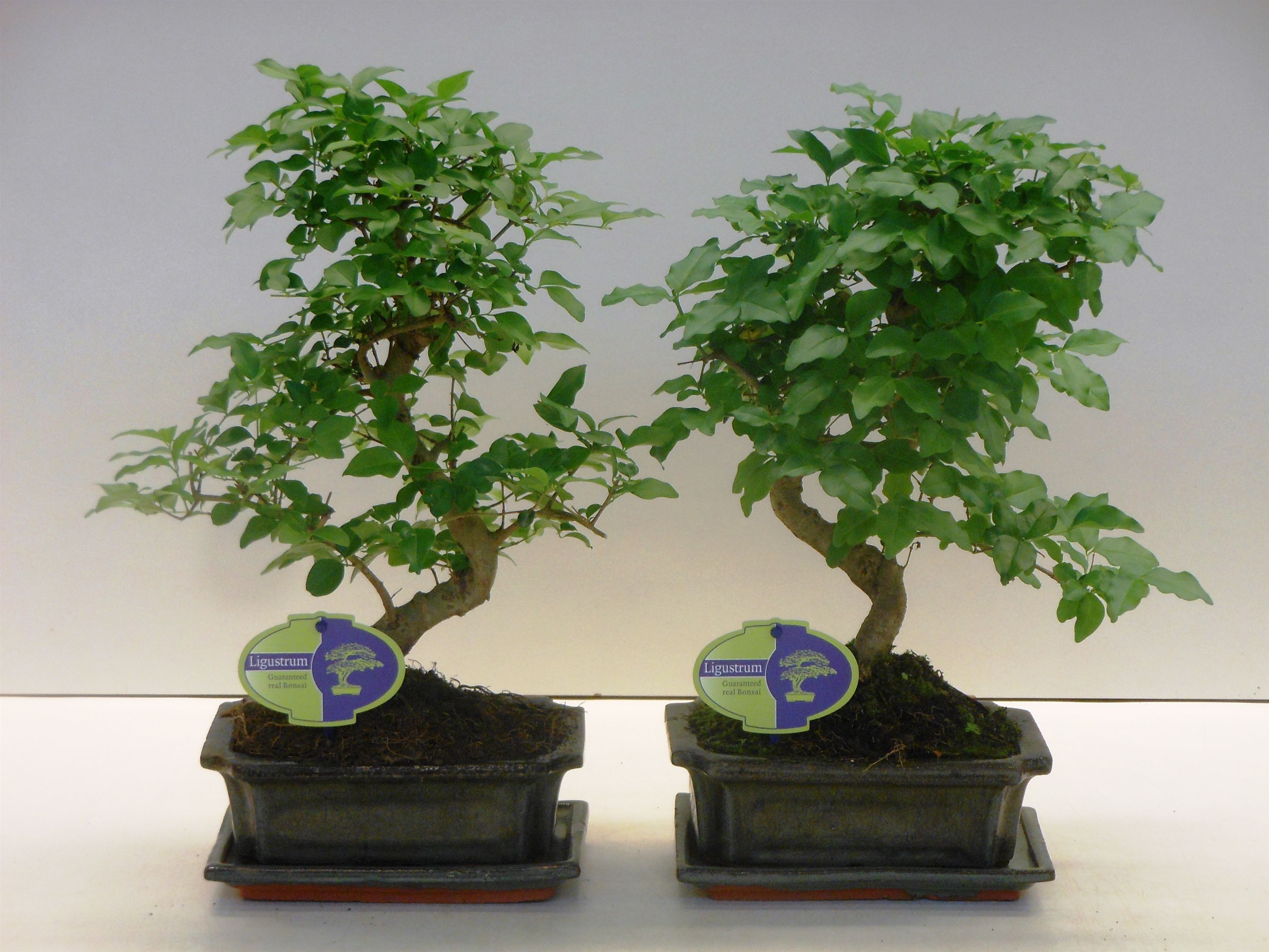 Ligustrum sinense Bonsai | Hamiplant