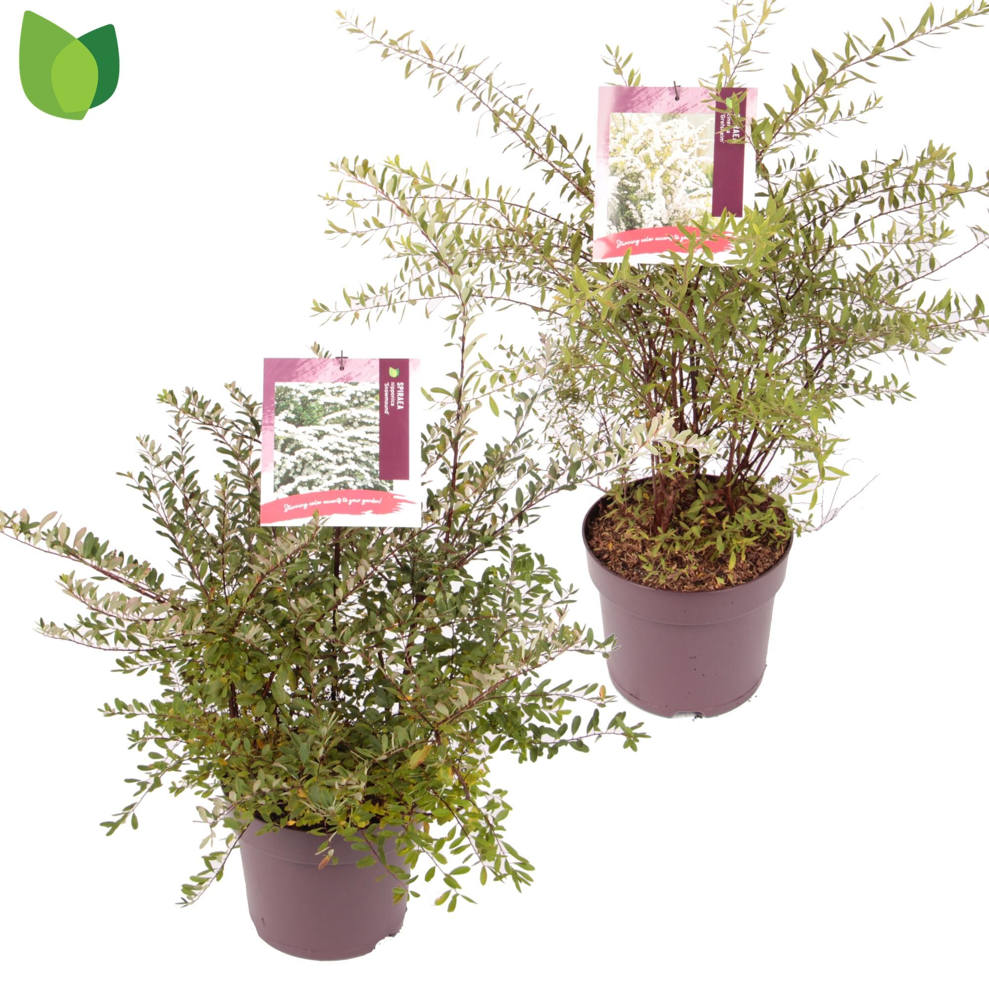 Spiraea / MIX
