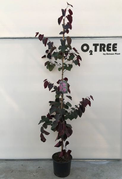 Cercis canadensis 'Forest Pansy' beveerd