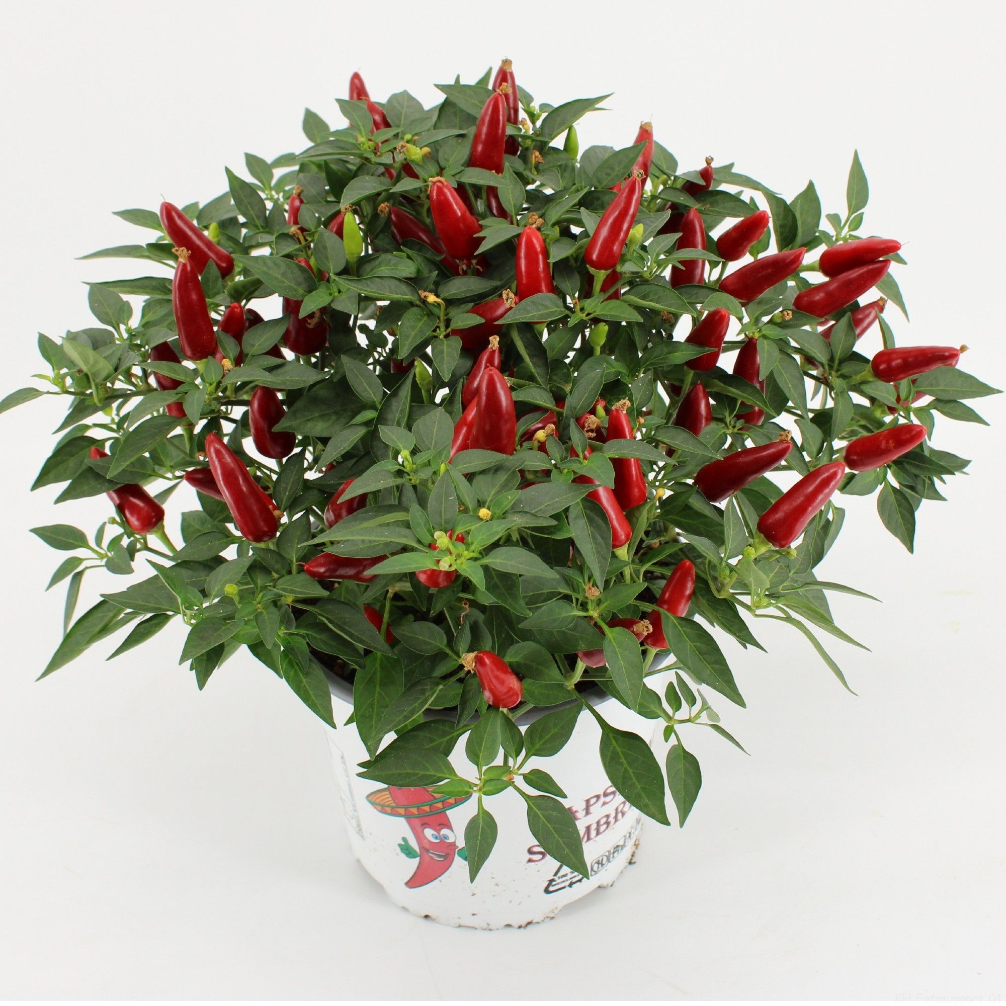 Capsicum Sombrero Red