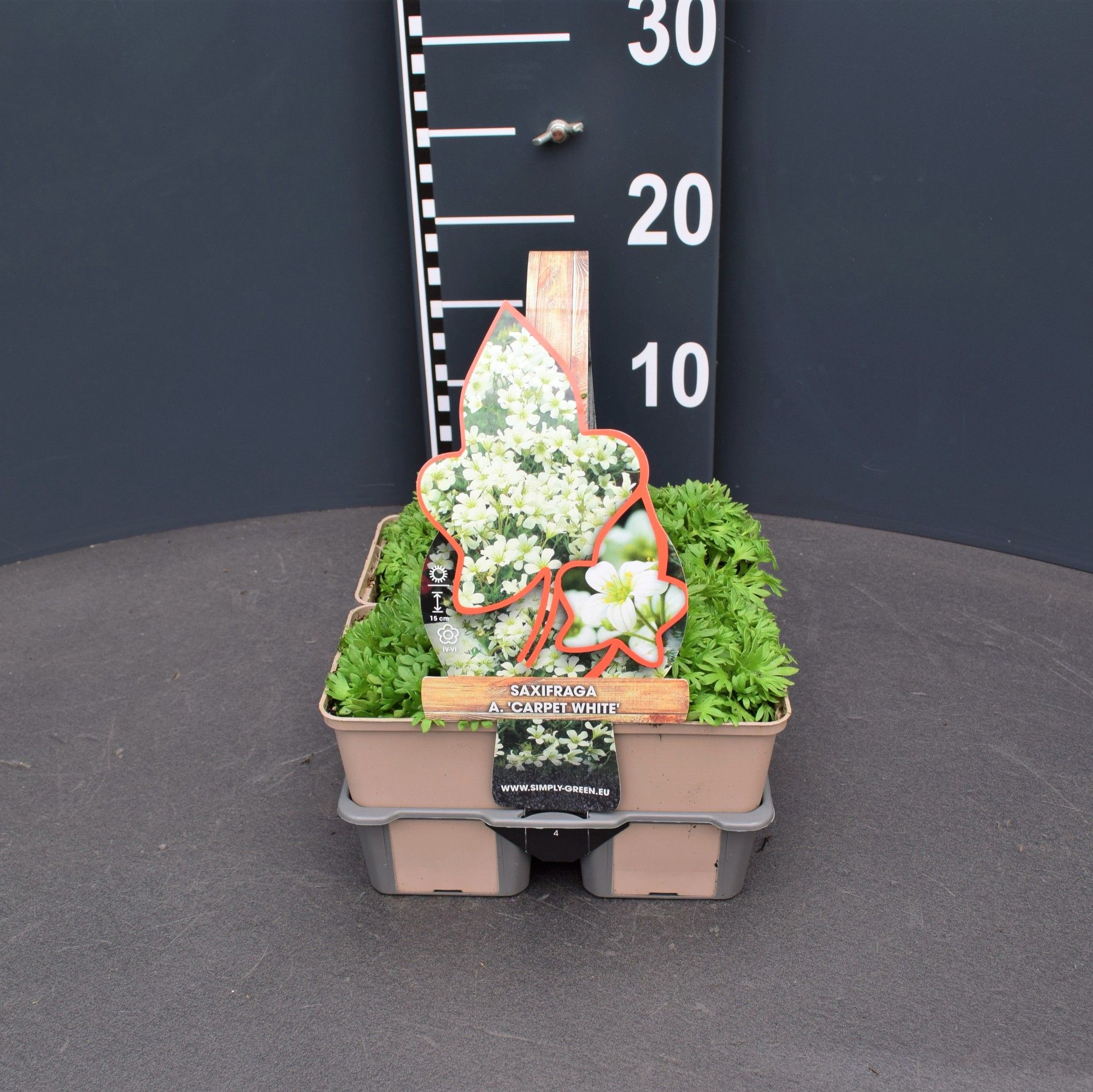 Saxifraga (A) Carpet White 4 pack