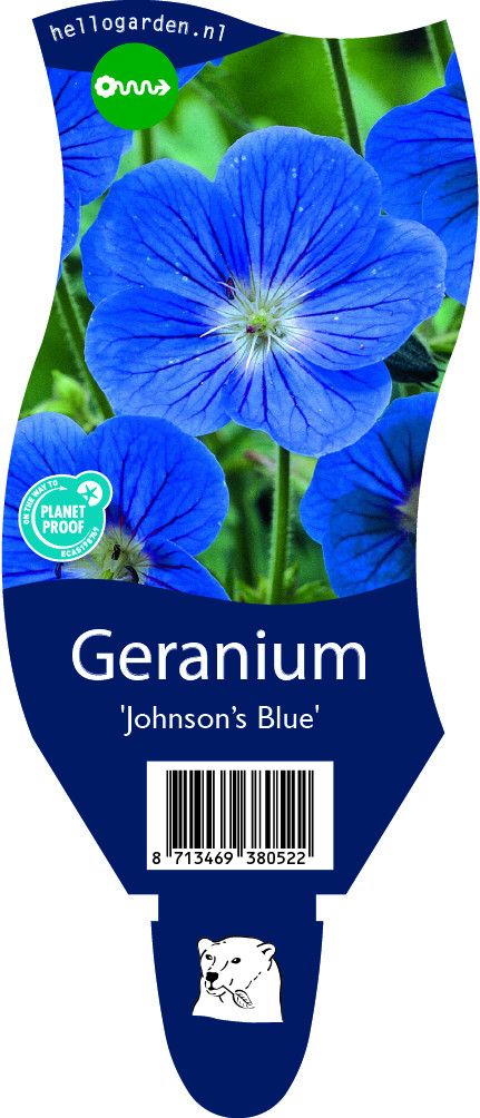 Geranium 'Johnson's Blue'