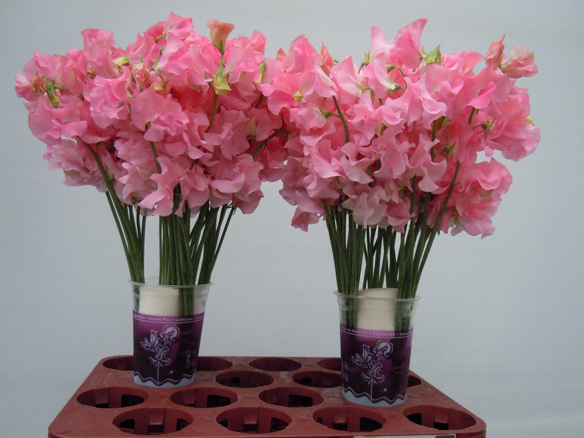 Lathyr Wi Sunsh Pink