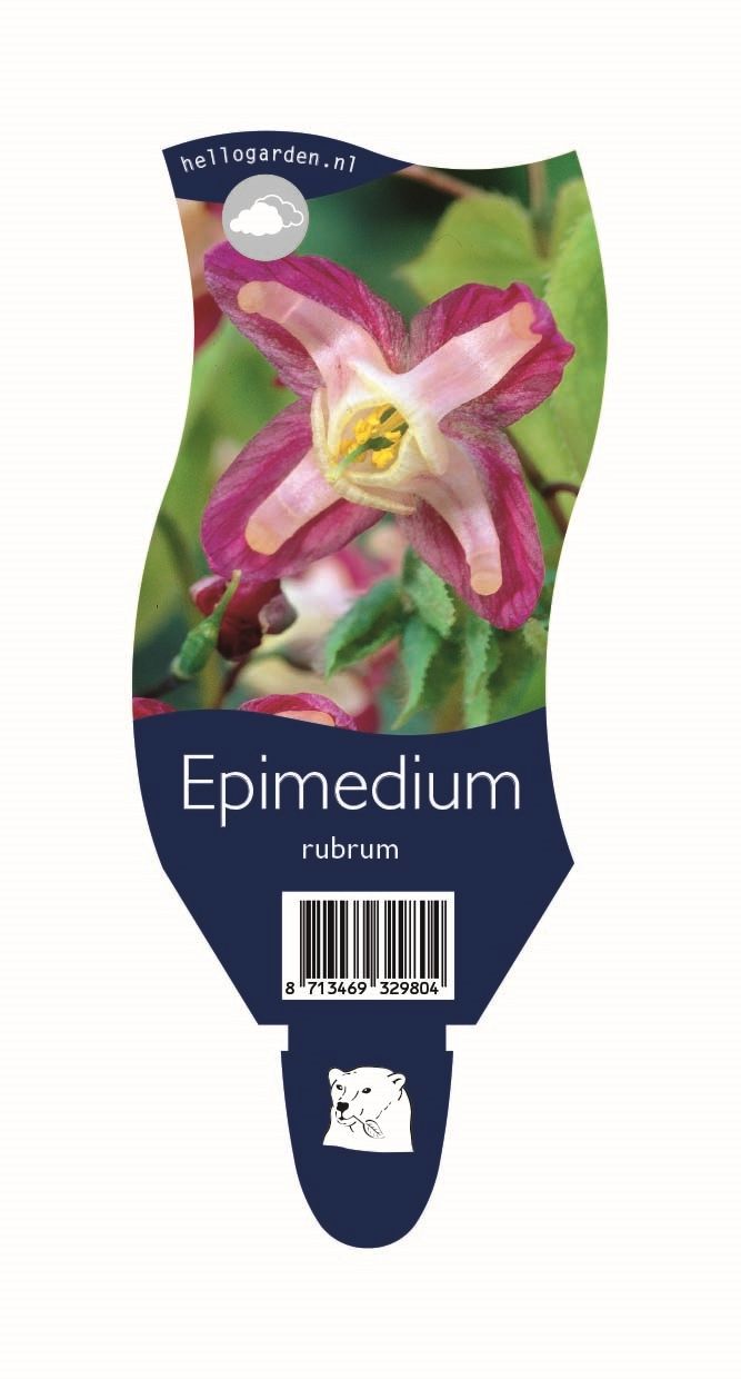 Epimedium rubrum