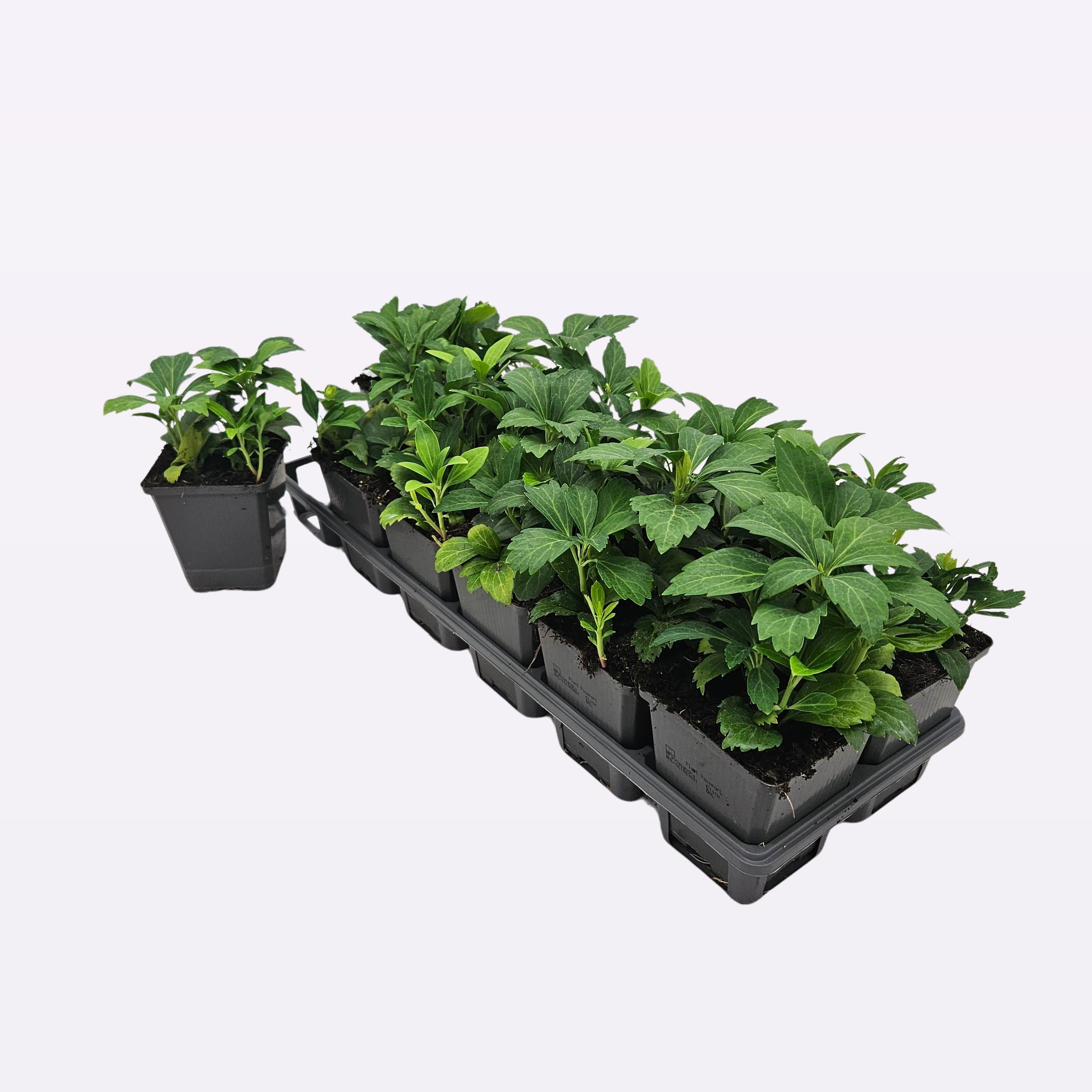 Pachysandra terminalis 'Green Carpet' 12 tray