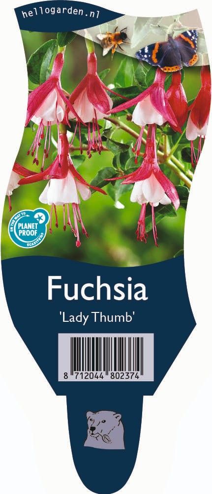 Fuchsia 'Lady Thumb'