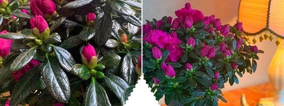 weihnachtsstern beleuchtet für aussen 3er Set LED Sterne Weihnachtsdeko außen