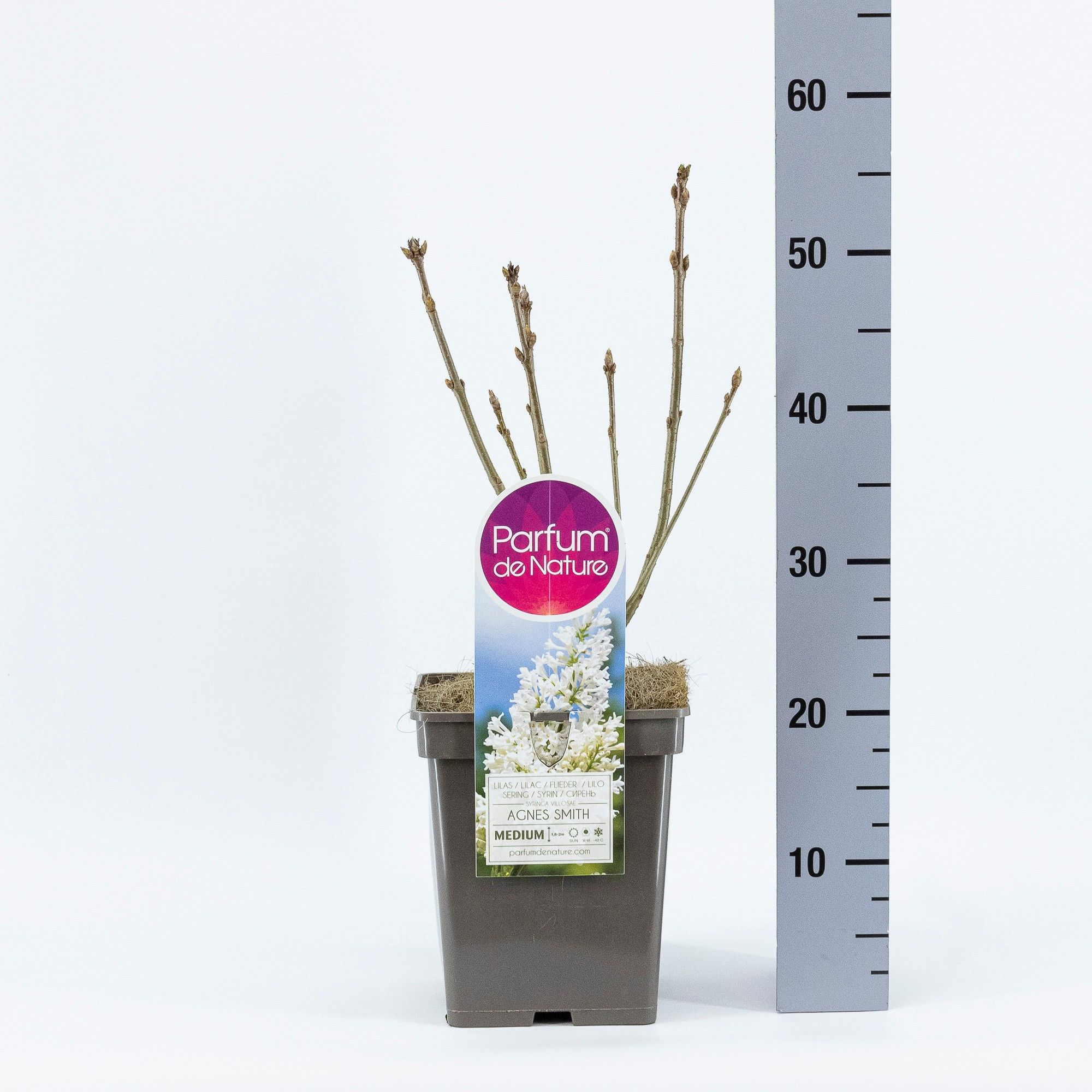 Syringa (V) 'Agnes Smith'