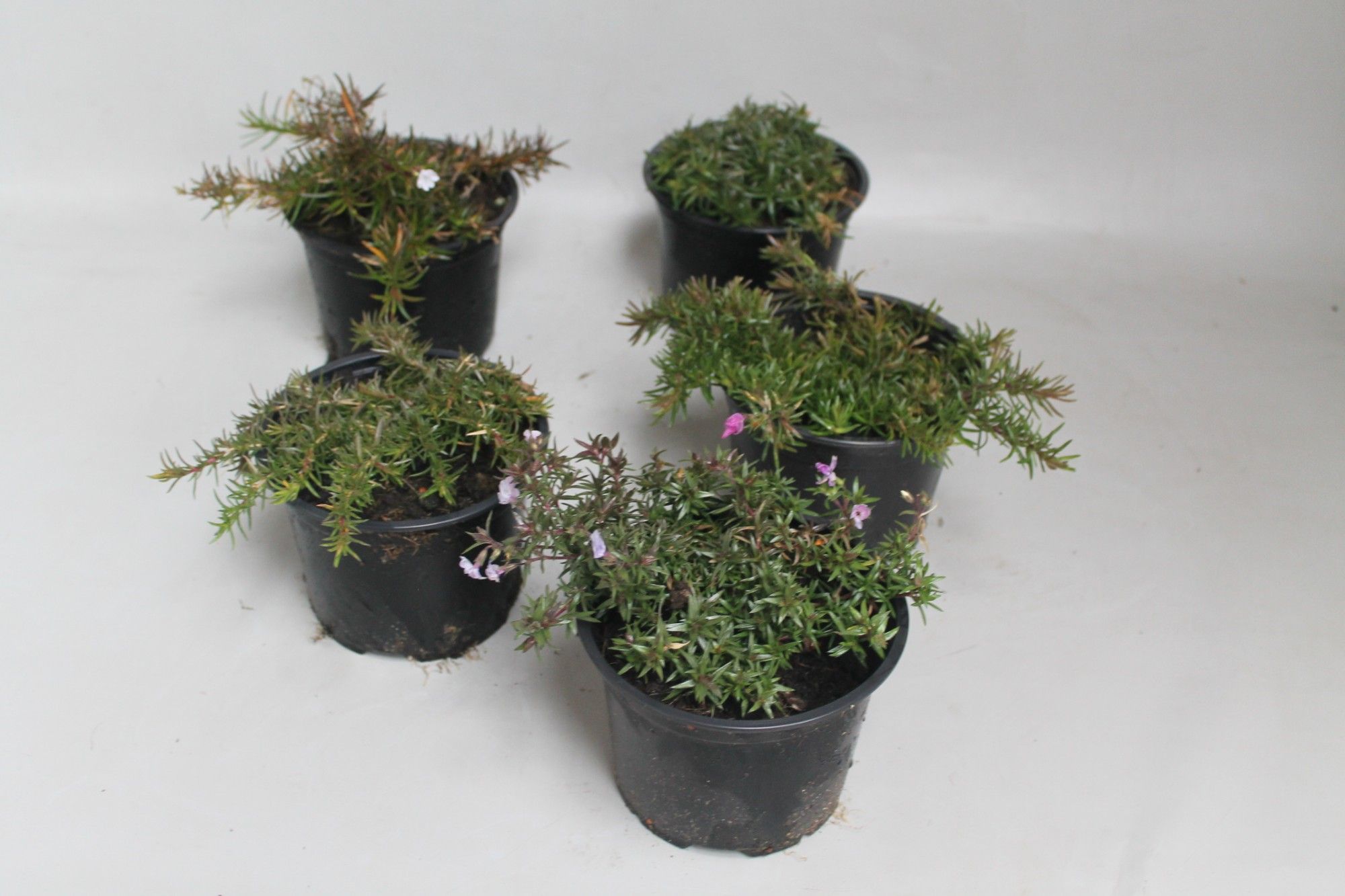 Phlox subulata