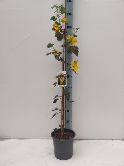 Fremontodendron californica