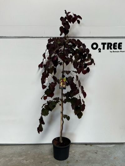 Cercis canadensis 'Black Pearl' Beveerd