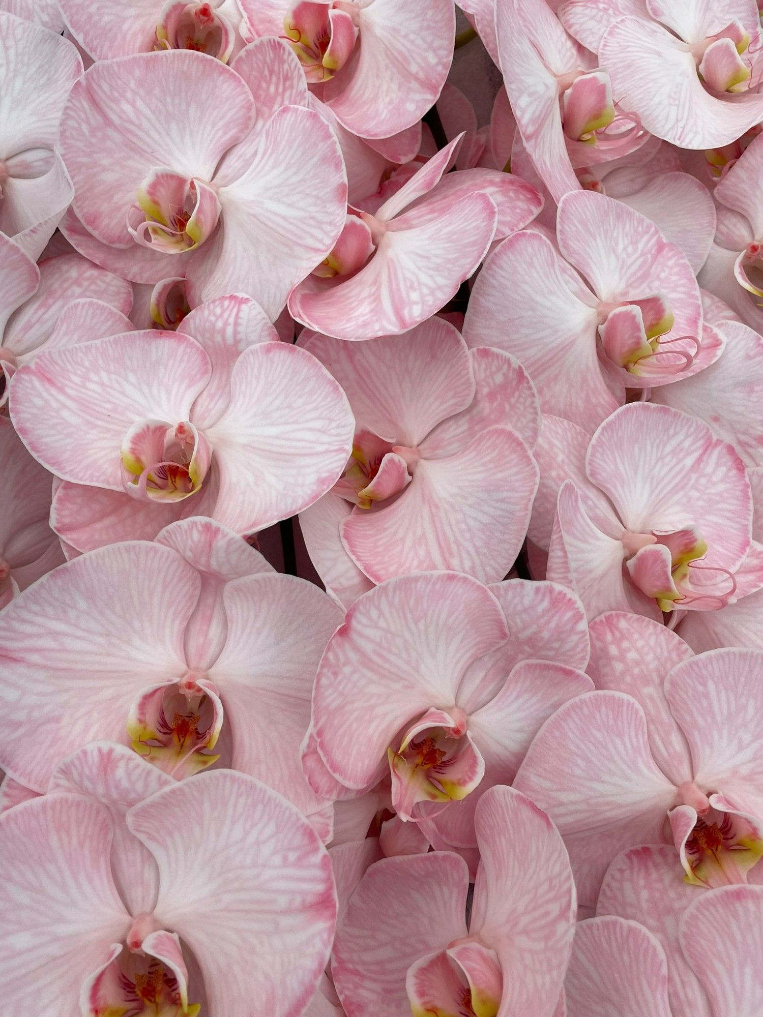 Phal Coloured Candy