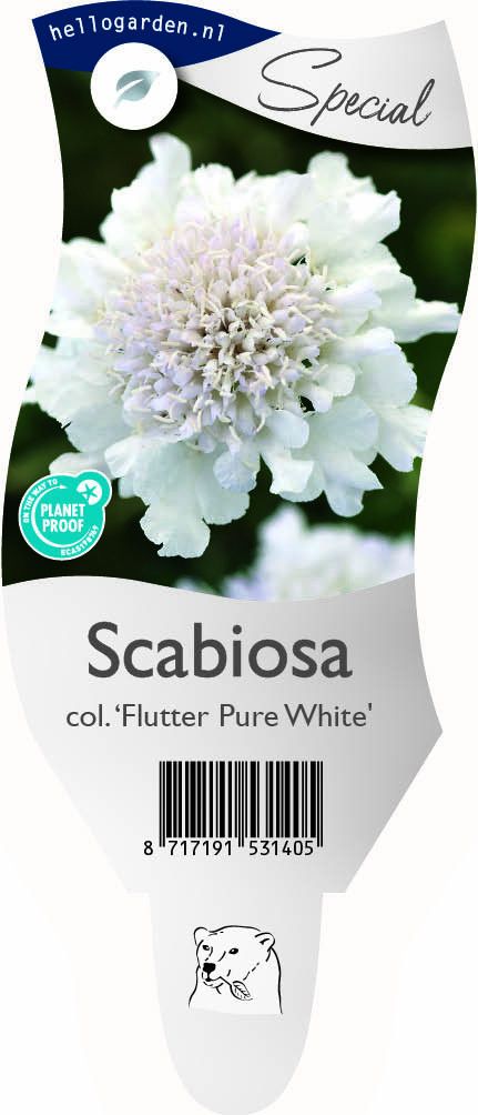 Scabiosa columbaria Flutter Pure White ('Balflutturite')