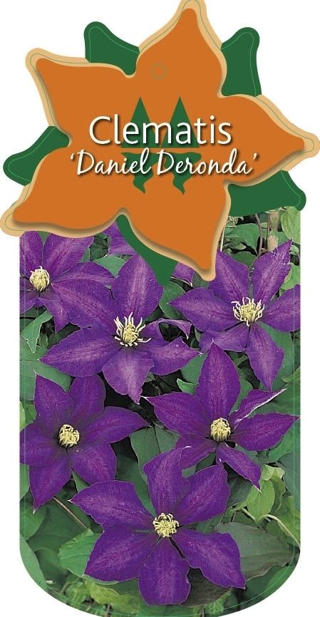 Clematis 'Daniel Deronda'