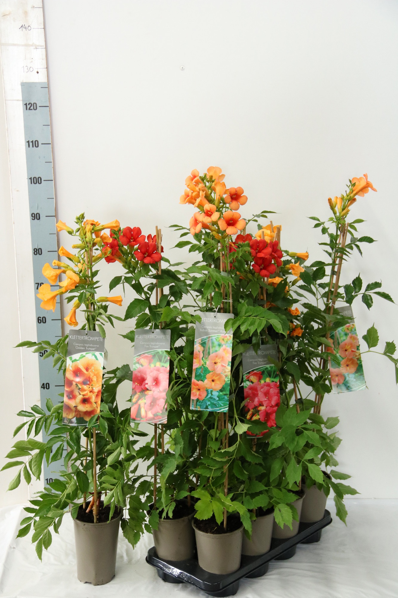 Campsis Licence varieties