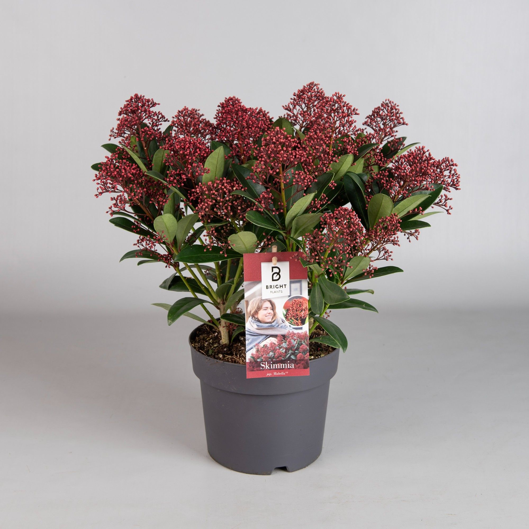 Skimmia japonica Rubella 20+ flower