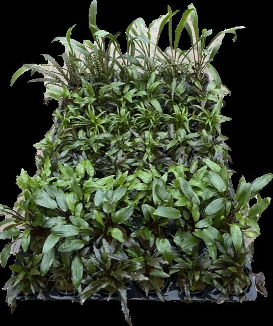 Cryptocoryne mix pot 54 stuks