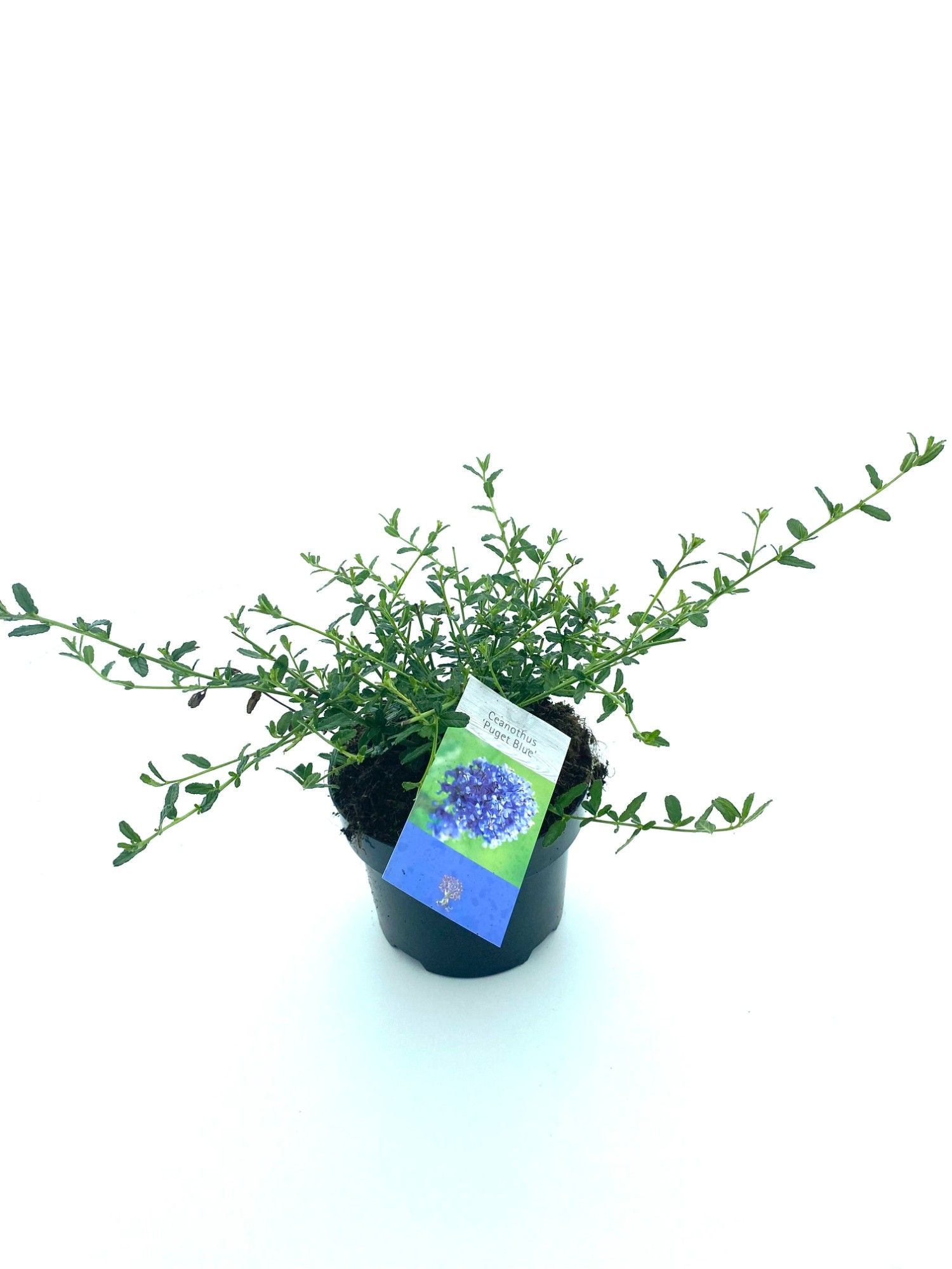 Ceanothus 'Puget Blue'