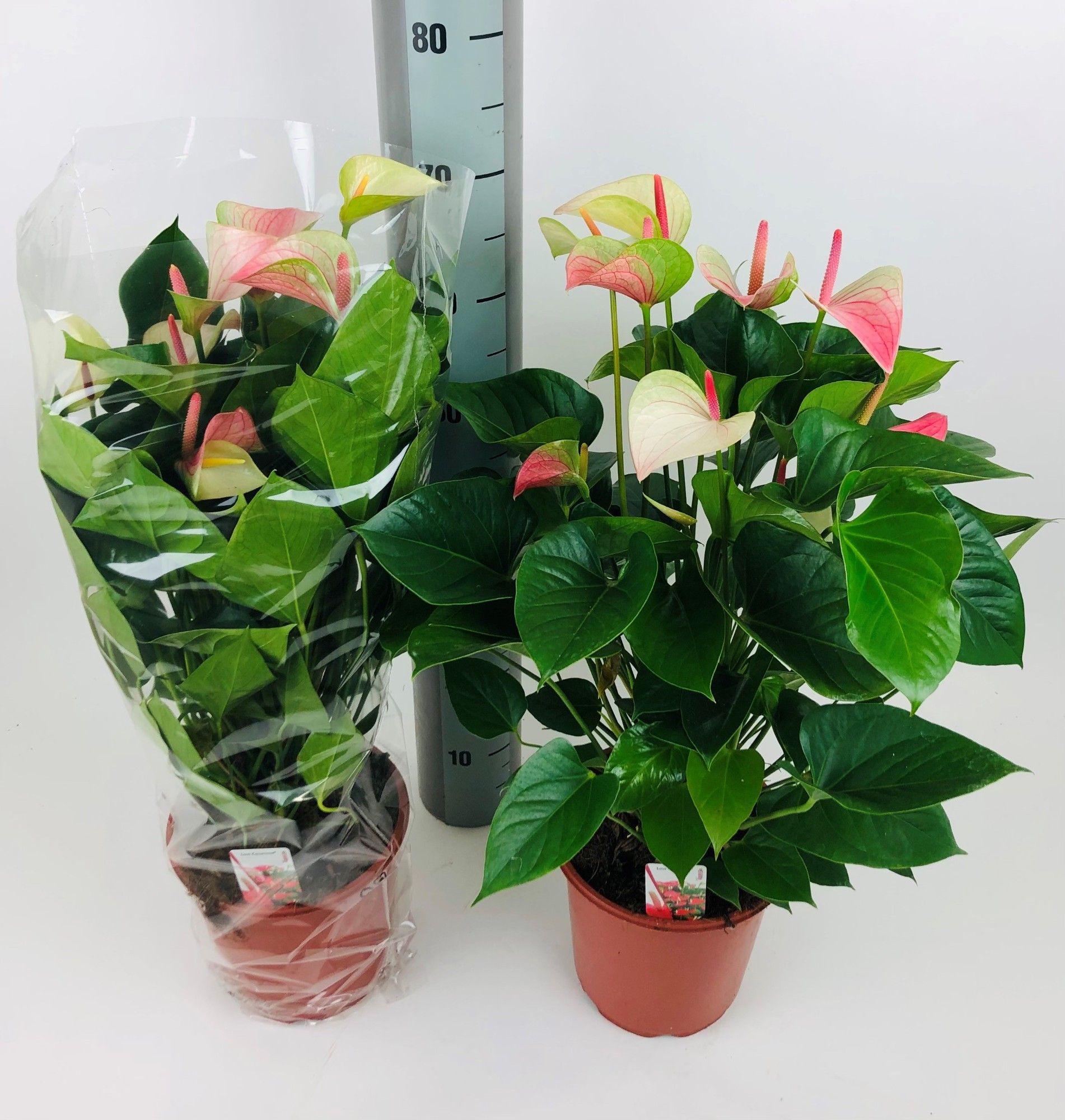 Anthurium (Andreanum) 'Fantasy Love' | Gardenline