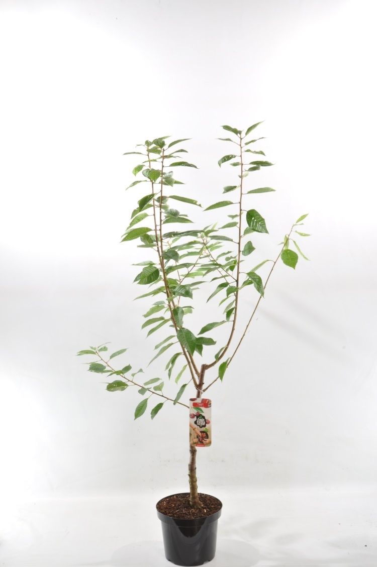 Prunus a. 'Hedelfinger'