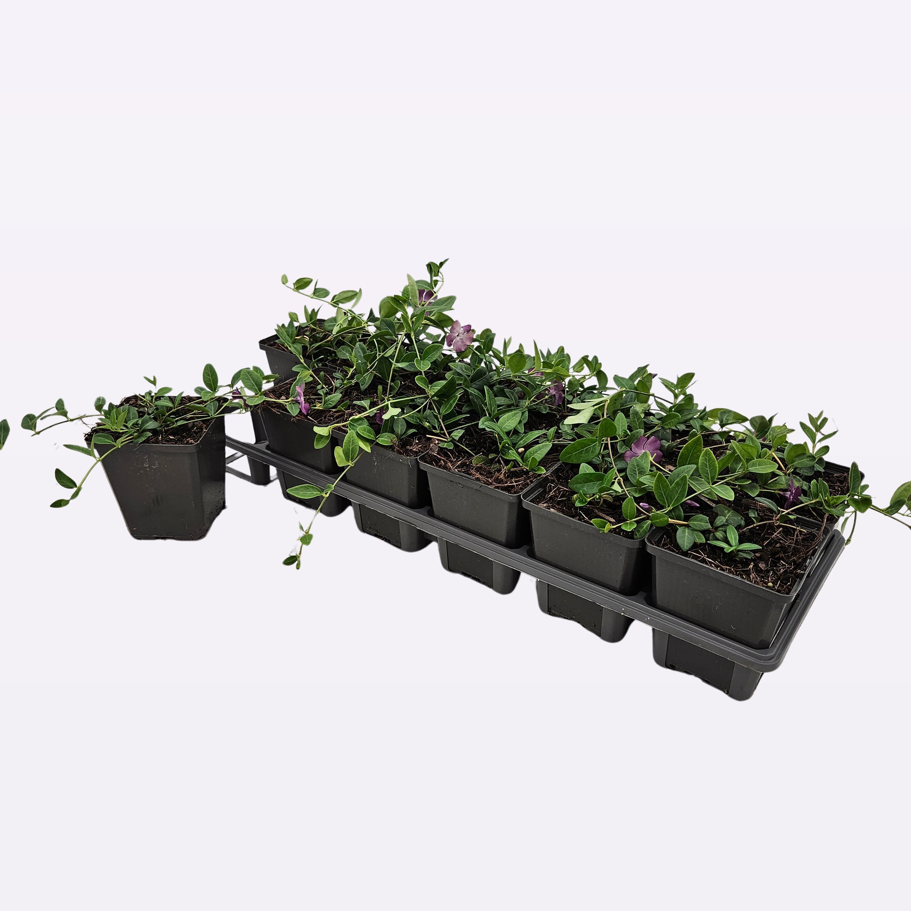 Vinca minor 'Atropurpurea' 12 tray