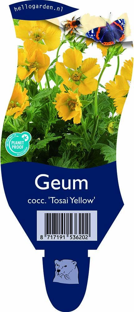 Geum cocc. 'Tosai Yellow'