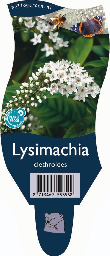Lysimachia clethroides