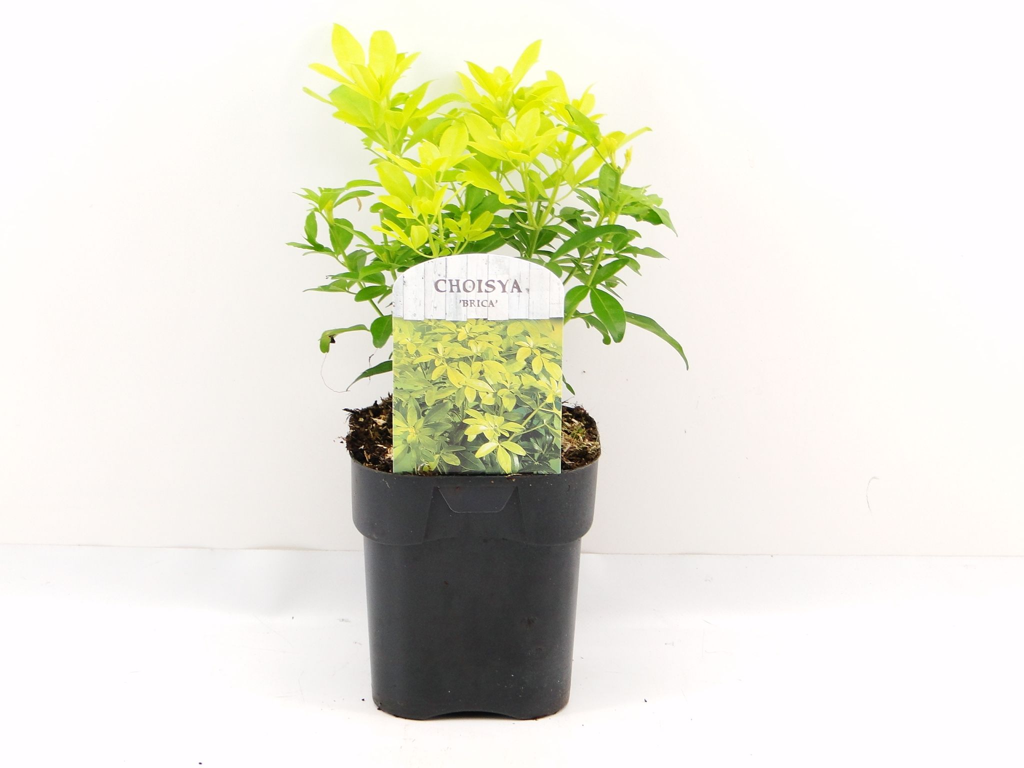 Picture of Choisya ternata Sundance