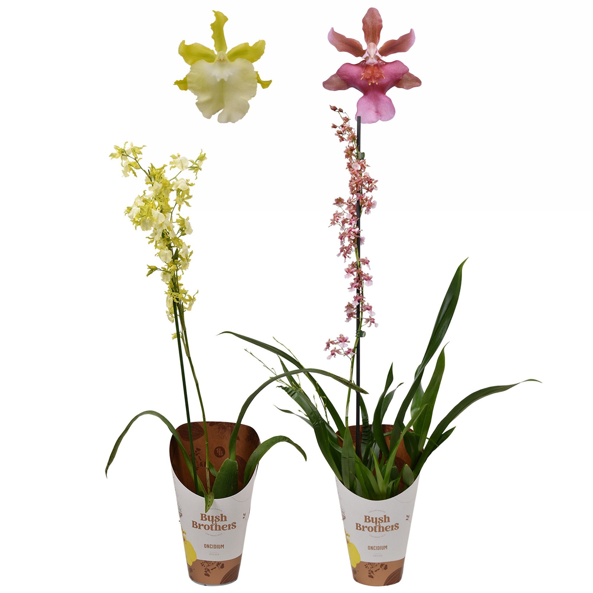 Oncidium mix 1 tak