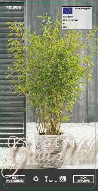 Fargesia nitida 'Great Wall' | Hamiplant
