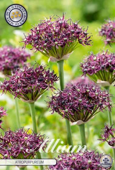 Bloembol Allium Atropurpureum (x5) 12/14