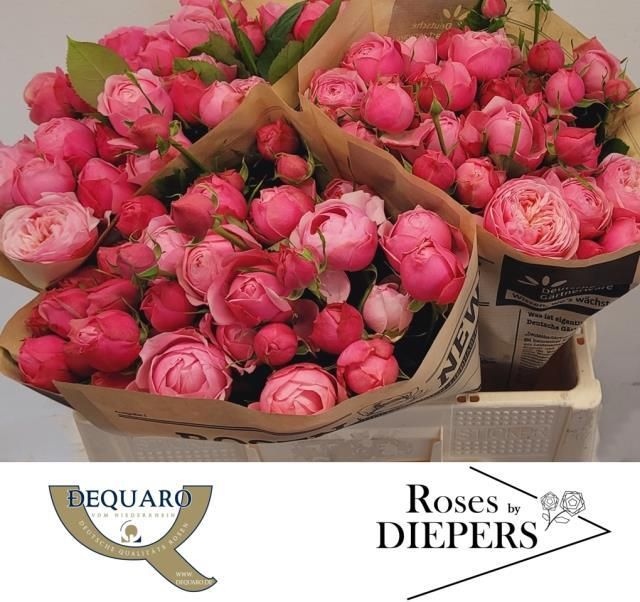 Rosa spray Silva Pink+ R TR SILVA PINK+ | Roses | Rozen