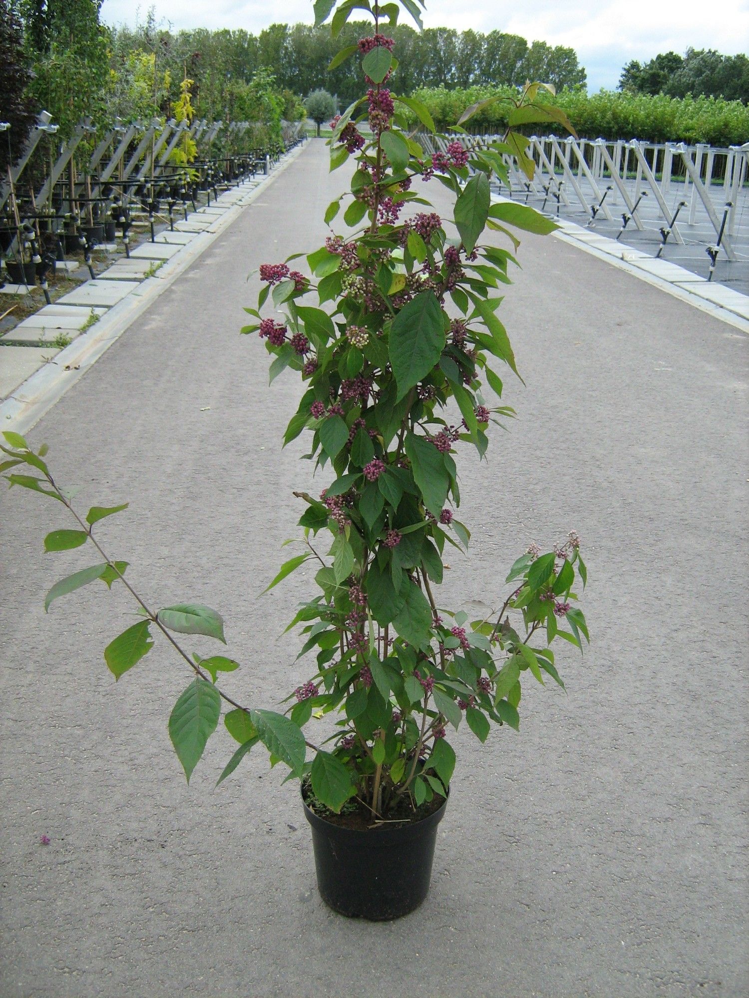 Callicarpa bodinieri 'Profusion' beveerd
