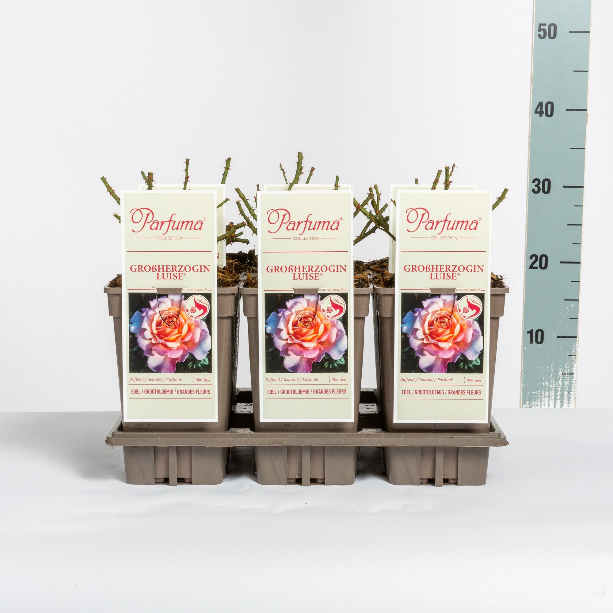 Rosa Parfuma (TH) Großherzogin Luise ®
