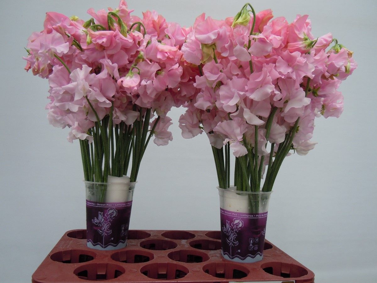 Lathyr Parfum P Pink