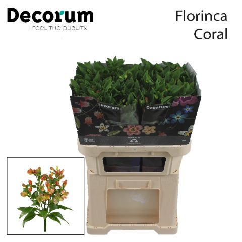 Alstroemeria Fl Coral 75cm 16fl