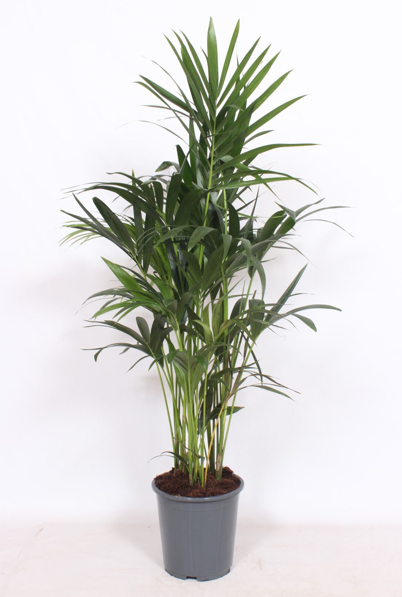 Howea forsteriana 10 per pot