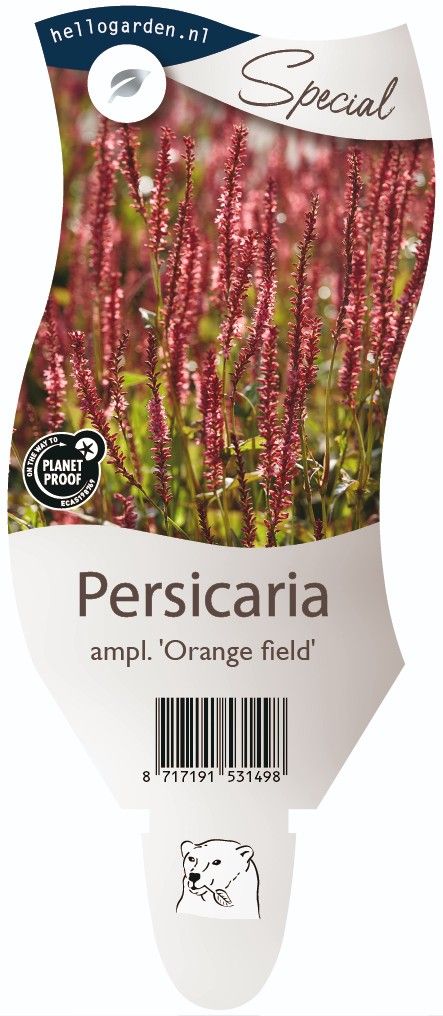 Persicaria a. 'Orange Field'