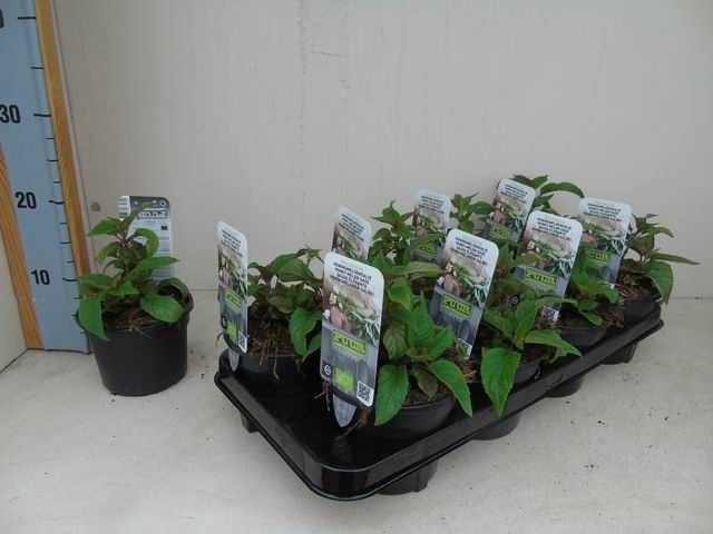 Salvia elegans bio honingmeloensalie