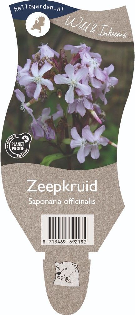 Saponaria officinalis