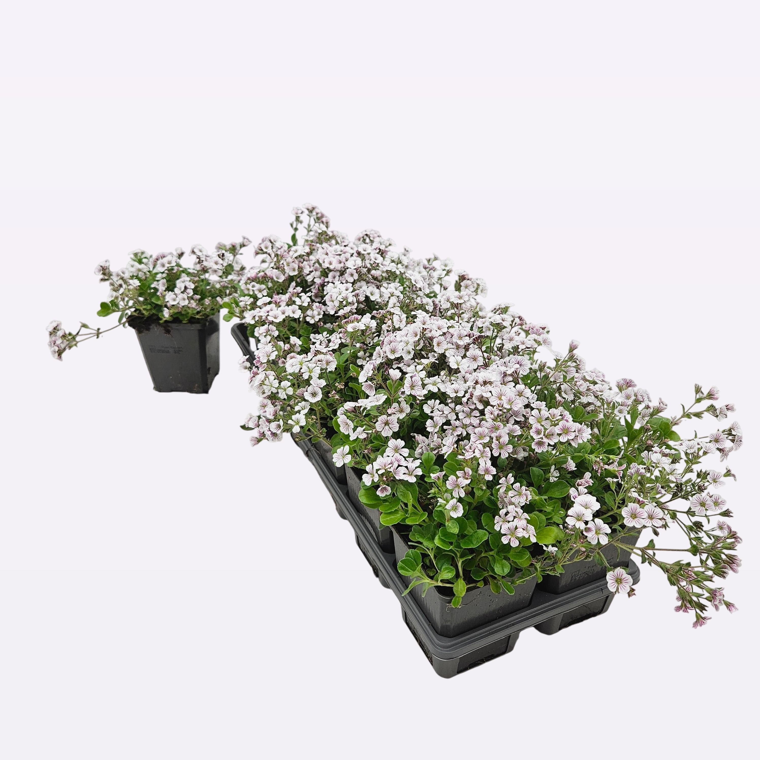Gypsophila cerastioides 12 tray