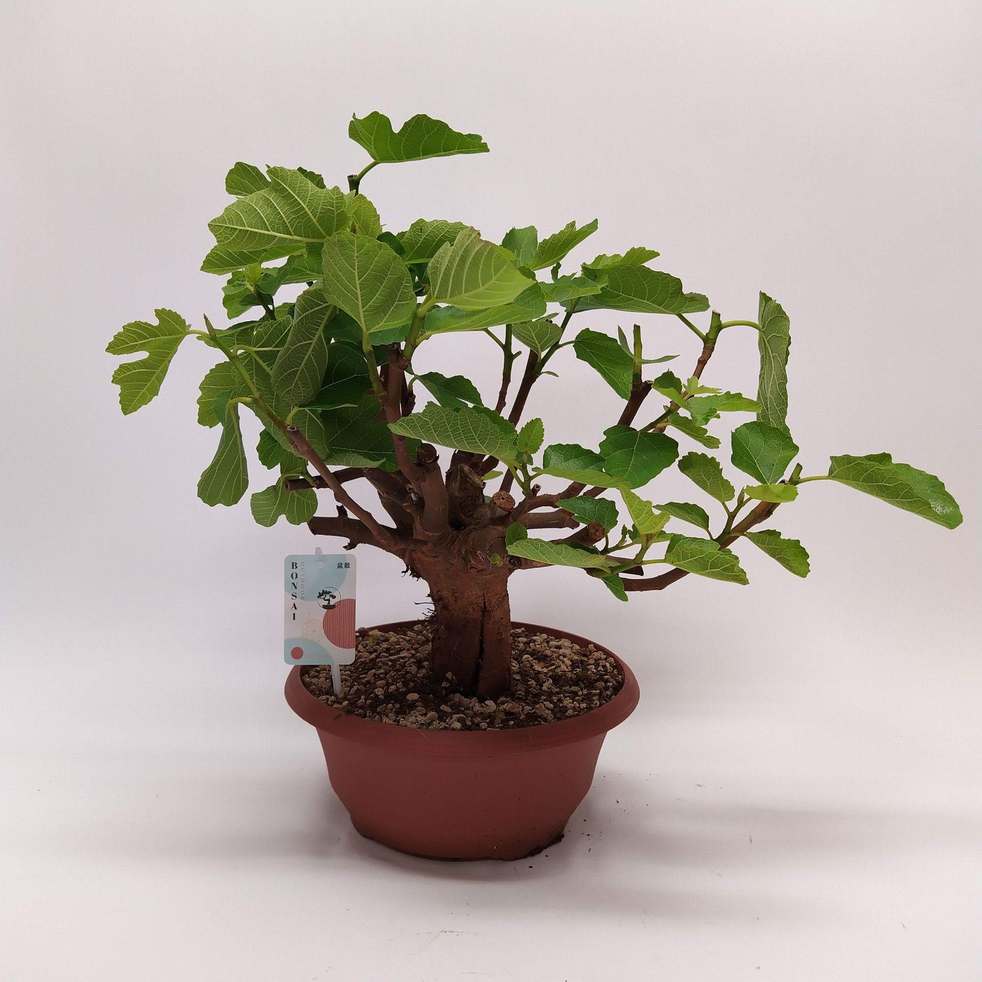 Bonsai Ficus Carica | Hamiplant