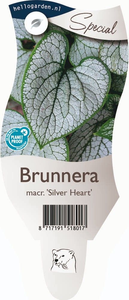 Brunnera macrophylla 'Silver Heart'