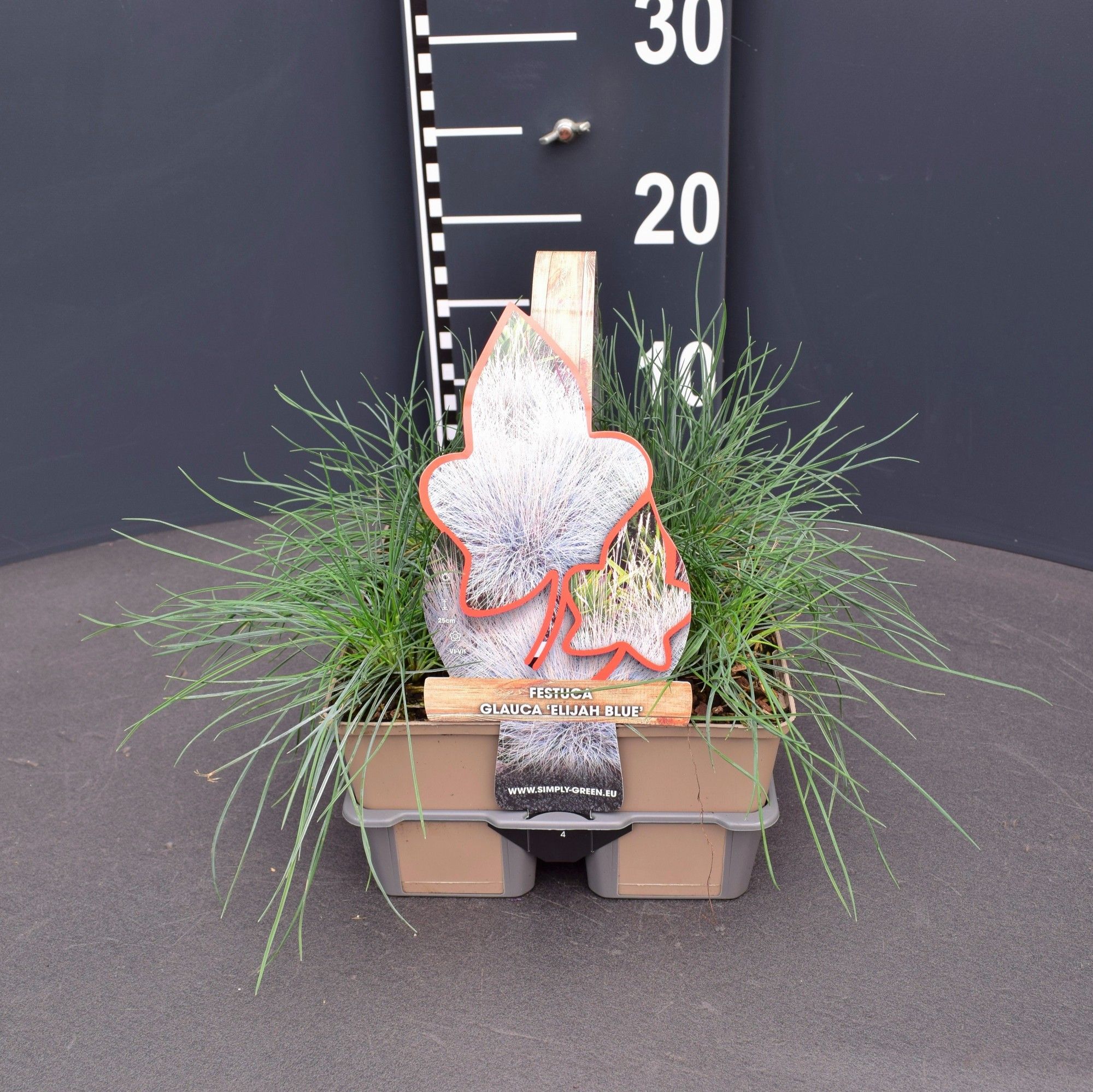 Festuca glauca 'Elijah Blue' 4 pack